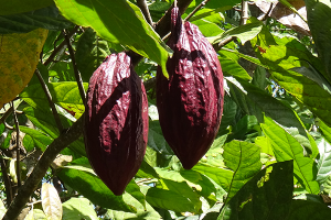 Cacao fruits on Flores
