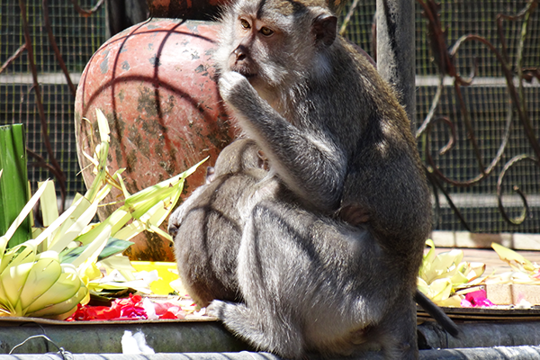 Monkey enjoying food and flowers at Pura Surnadi