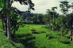 Rice fields near Tetabatu