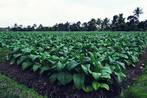 Tobacco plantation on Lombok