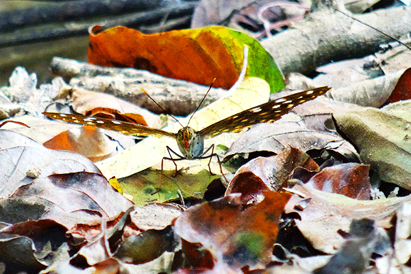 kuang_si_luang_prabang_butterfly