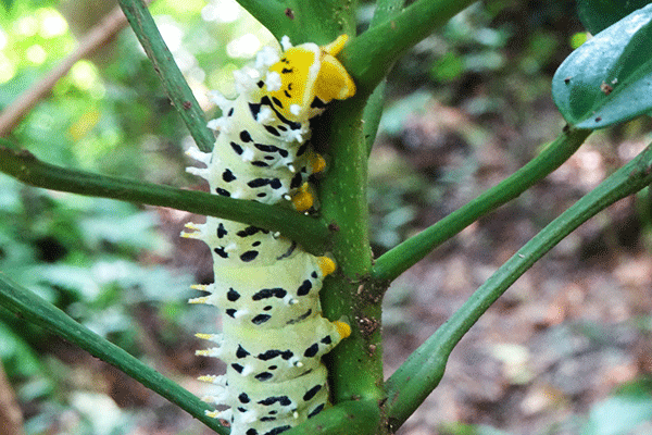 kuang_si_luang_prabang_caterpillar