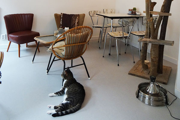 cat_cafe_amsterdam_catdonnie