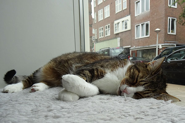  cat  cafe  amsterdam  catsleeping Quokka Travel