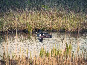 Amsterdam Forest, Ducks