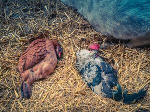 Amsterdam Forest, Goat Farm Ridammerhoeve