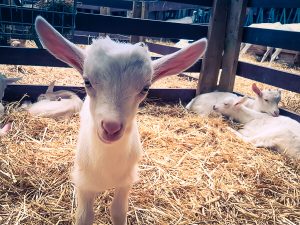Amsterdam Forest, Goat Farm Ridammerhoeve
