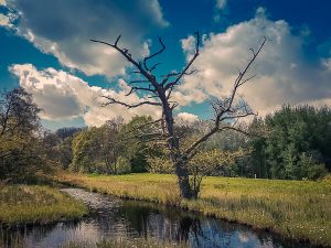 Amsterdam Forest, De Overlanden, Peat landscape