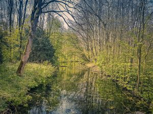 Amsterdam Forest