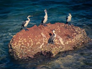 Cormorants at Skipjack Point, Francois Peron National Park
