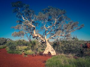 karijini-natinal-park-two-days-australia-gumtree