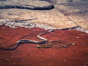 karijini-natinal-park-two-days-snake